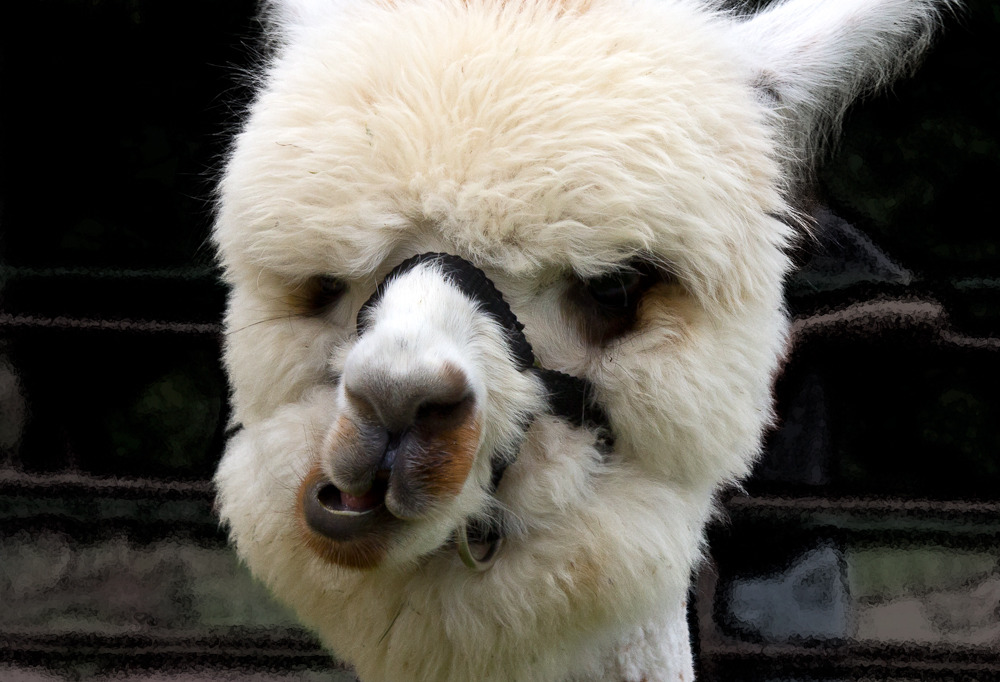 Alpaca